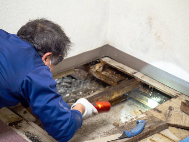 Best Localized Mold Remediation (e.g., coastal areas, humid climates) in Orange, TX