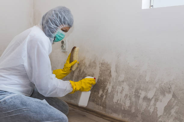 Best Post-Flood Mold Remediation in Orange, TX