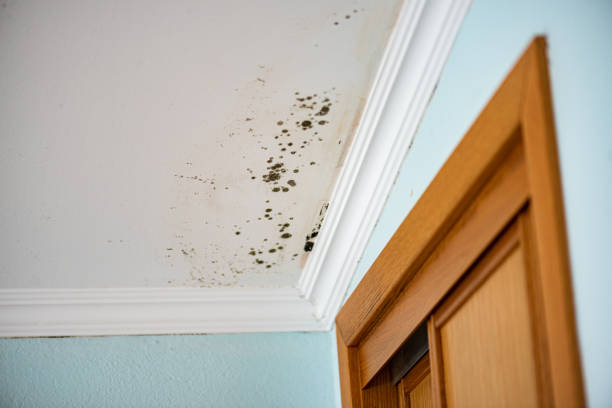 Best Attic Mold Remediation in Orange, TX