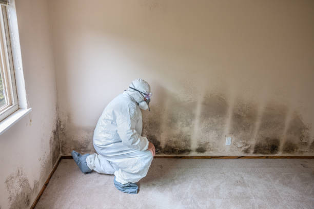 Best Post-Flood Mold Remediation in Orange, TX