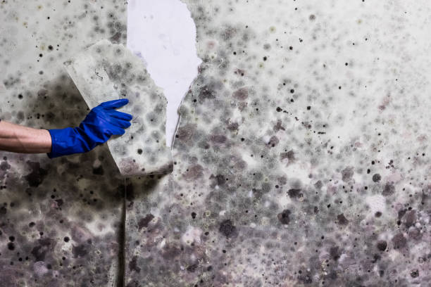 Best Basement Mold Remediation in Orange, TX